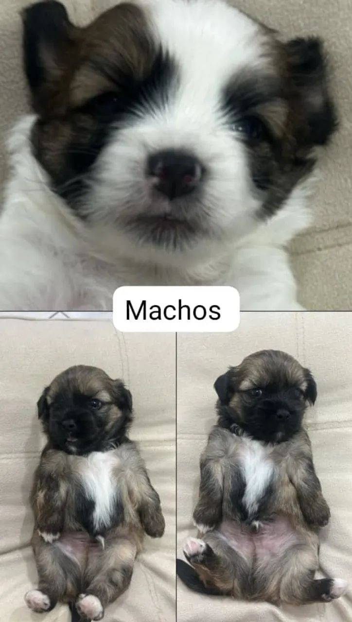 Filhotes de Shitzu  - Foto 2