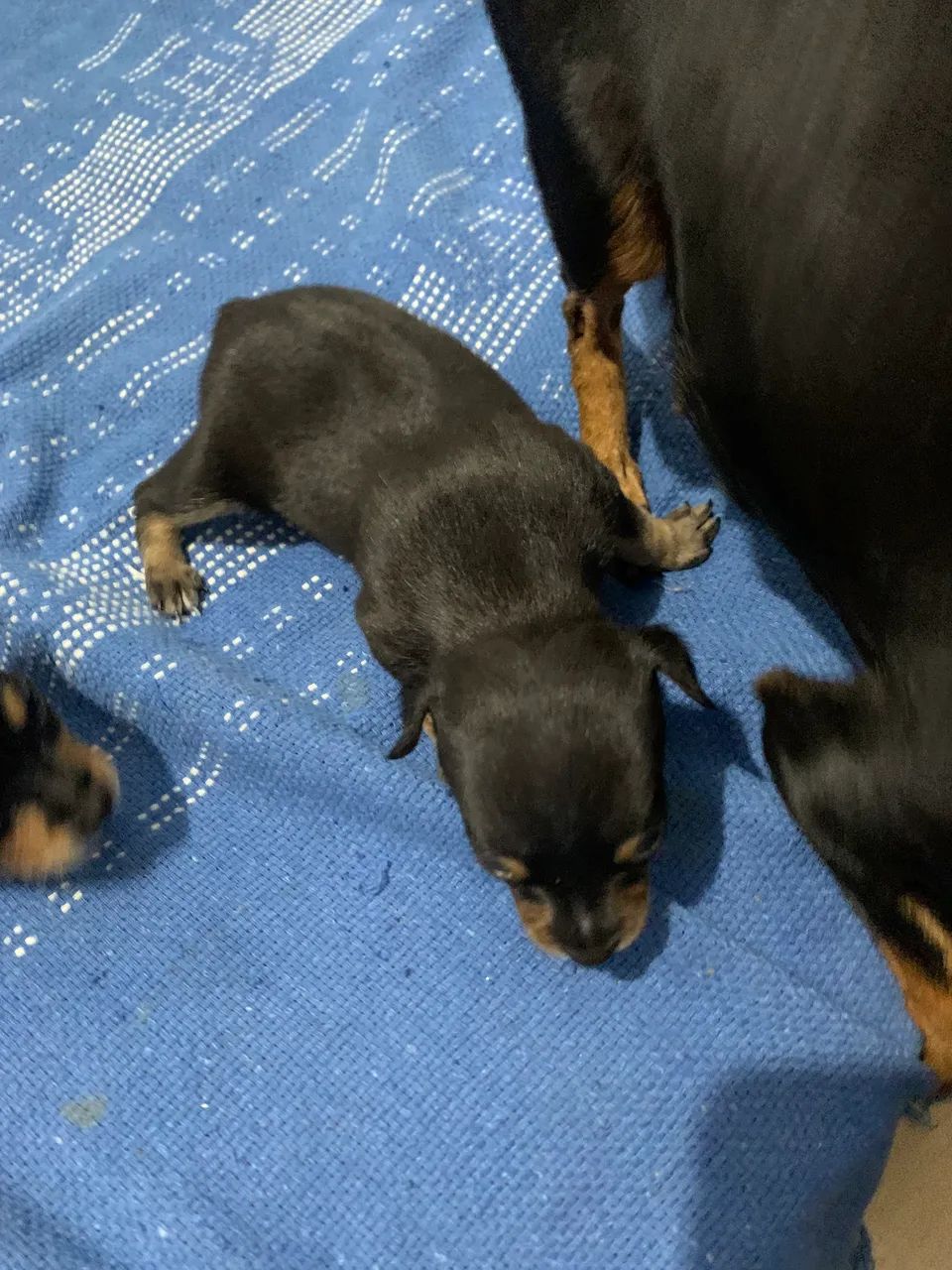 Cachorro Pincher número 1  - Foto 4