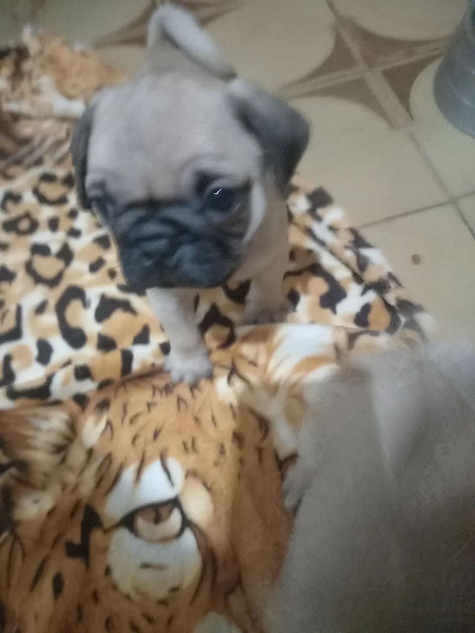Lindos bb pug - Foto 4