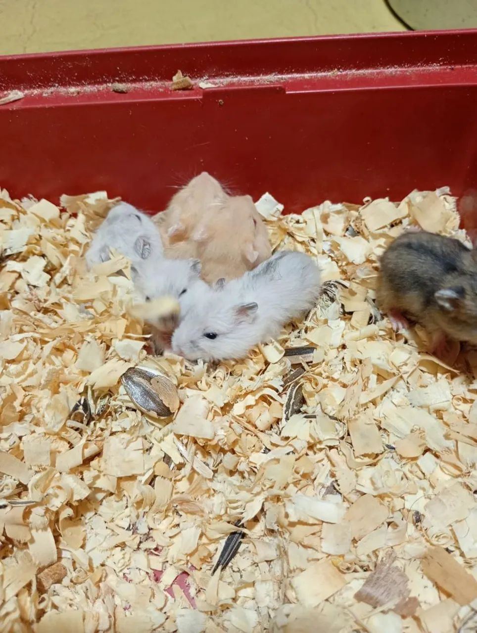 Filhotes Hamster anão russo  - Foto 3