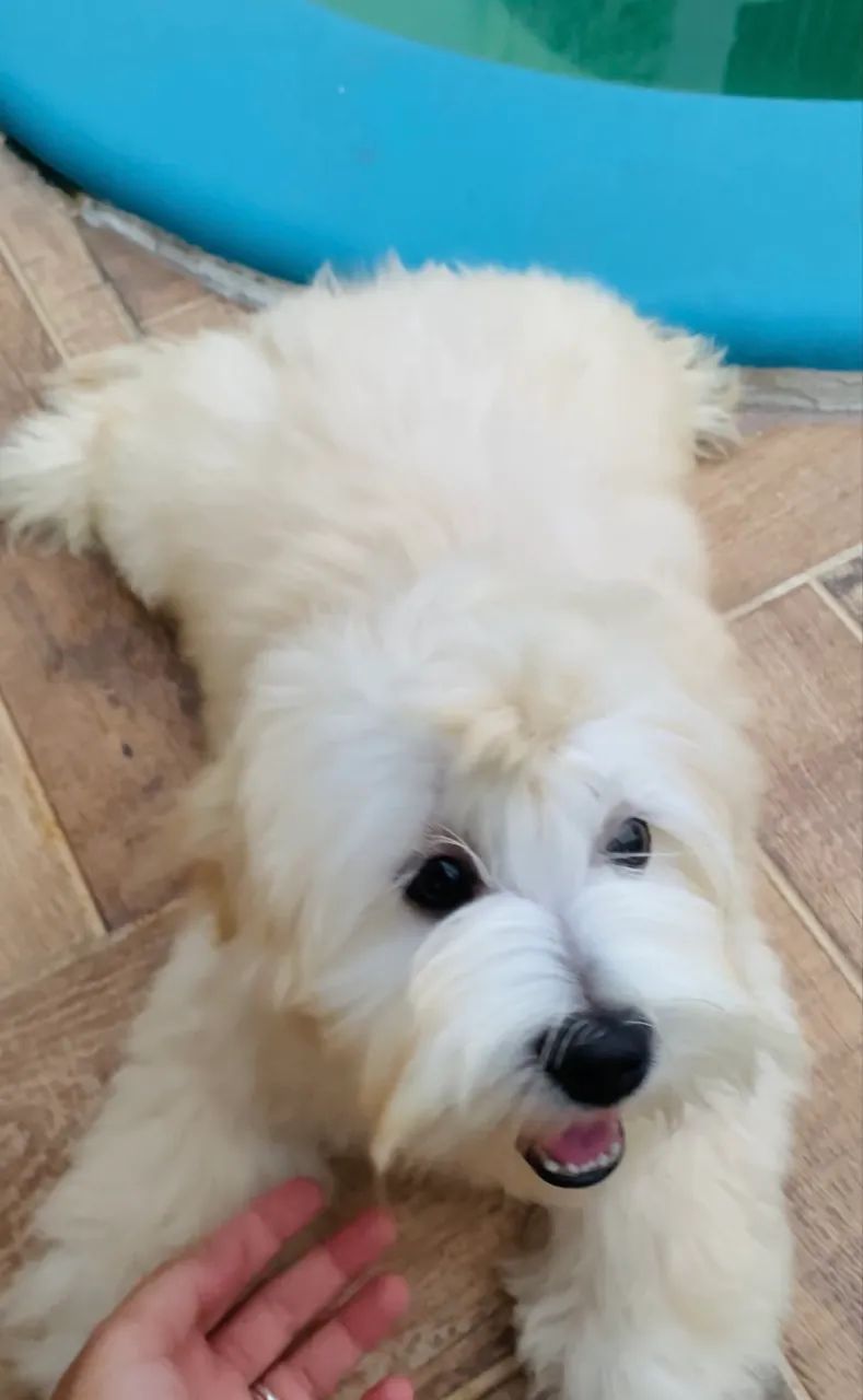 Lhasa apso - MACHO  - Foto 3