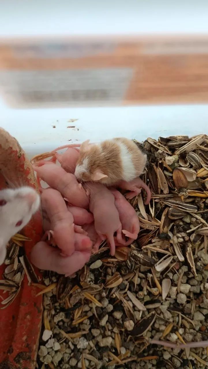 camundongos 