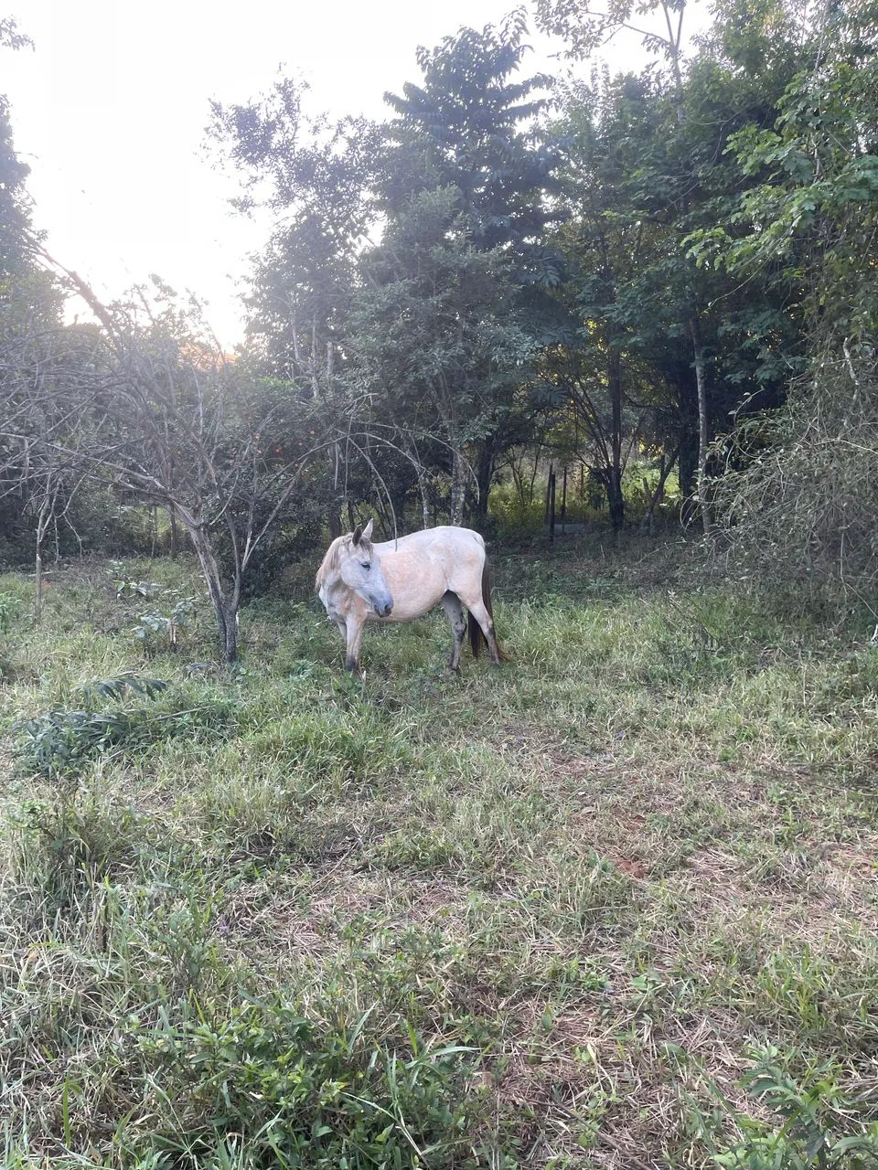 Vende-se égua  - Foto 2
