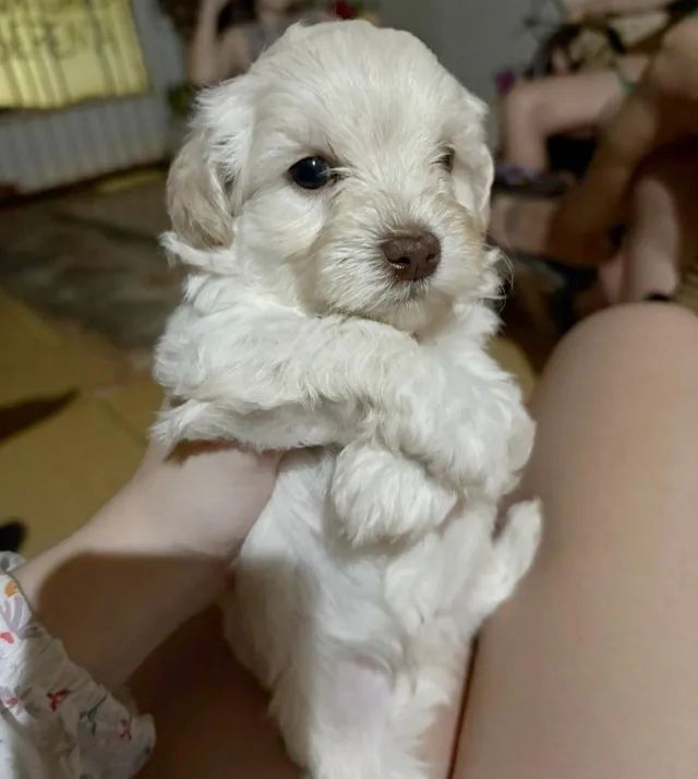 FILHOTES DE POODLE - Foto 3