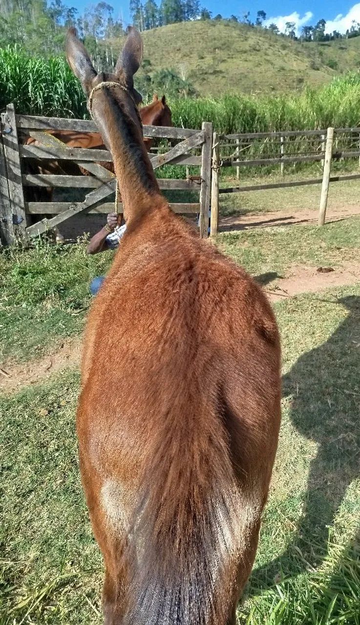 Burro - Foto 3
