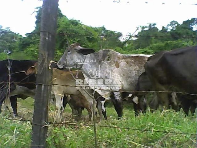 VENDA - SÍTIO APARECIDA / SOROCABA/SP - Foto 3