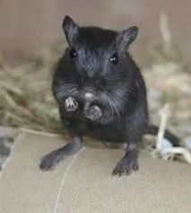 Doa-se Dupla de gerbil macho (esquilo da Mongólia) adolescentes.  - Foto 2