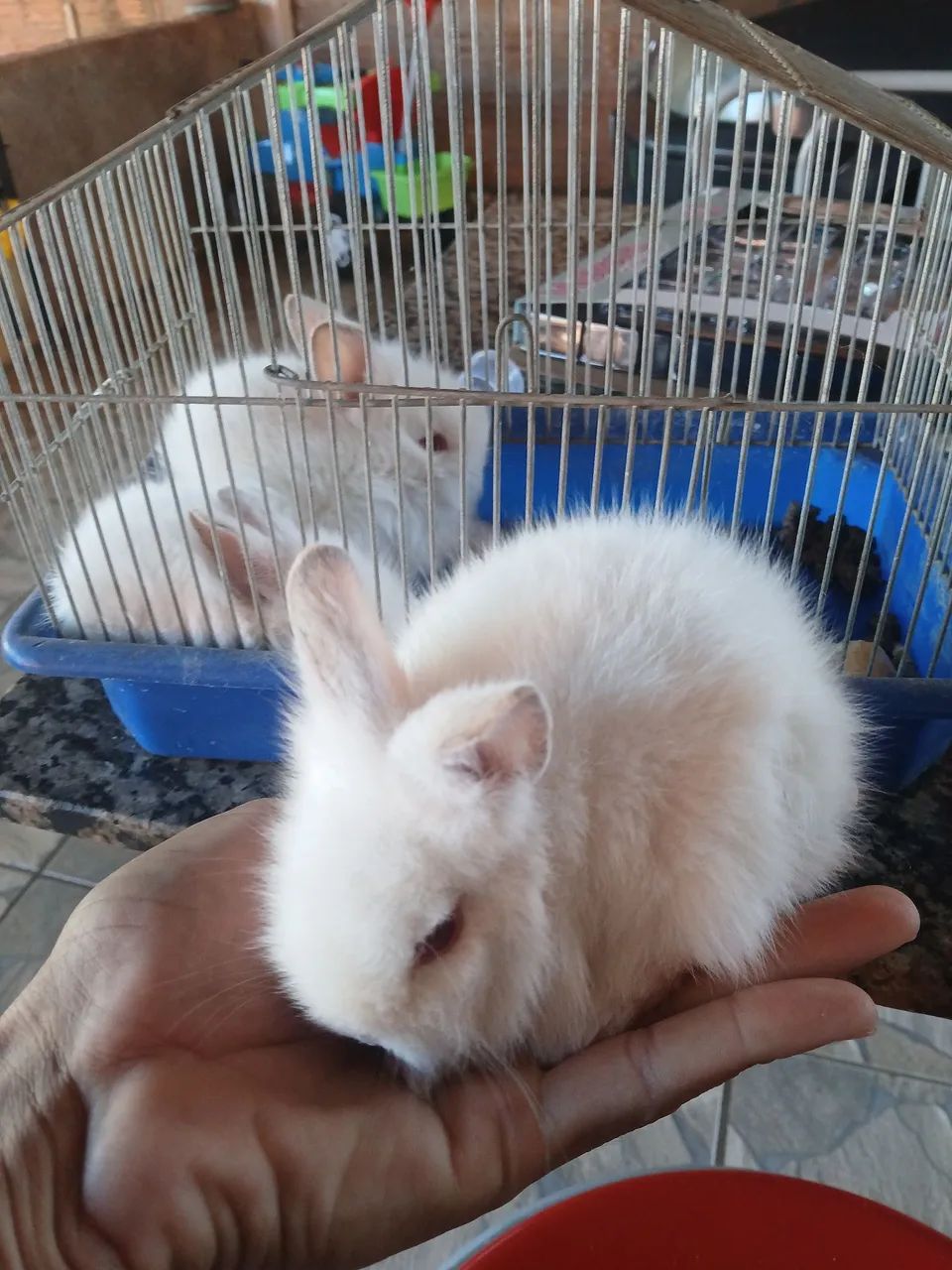 Vendo coelhinho  - Foto 2