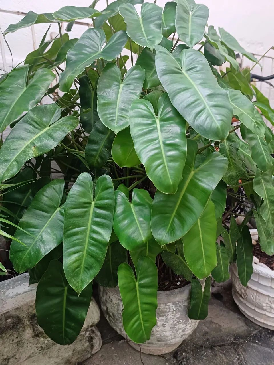 Planta  - Foto 2