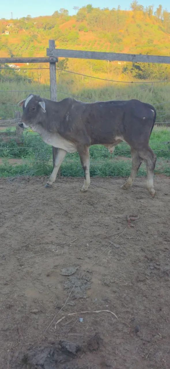 Bezerro Cruzamento  - Foto 3