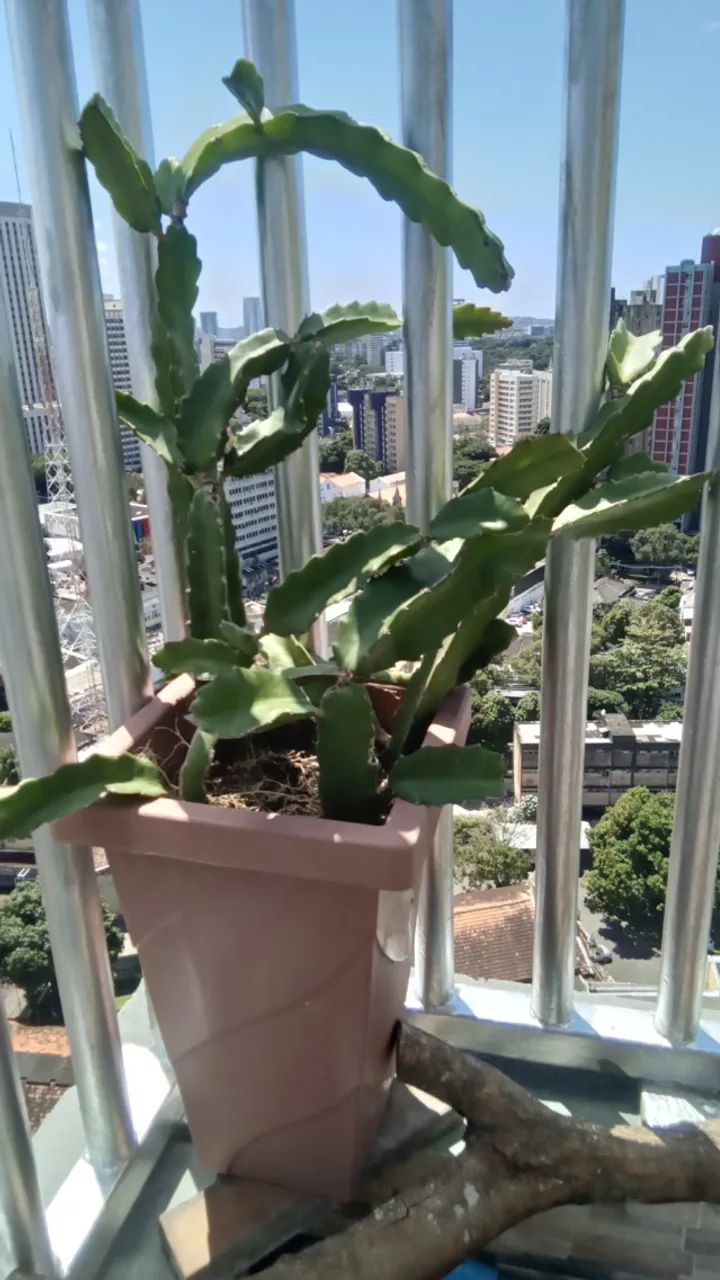 Pytayas em crescimento - Foto 2