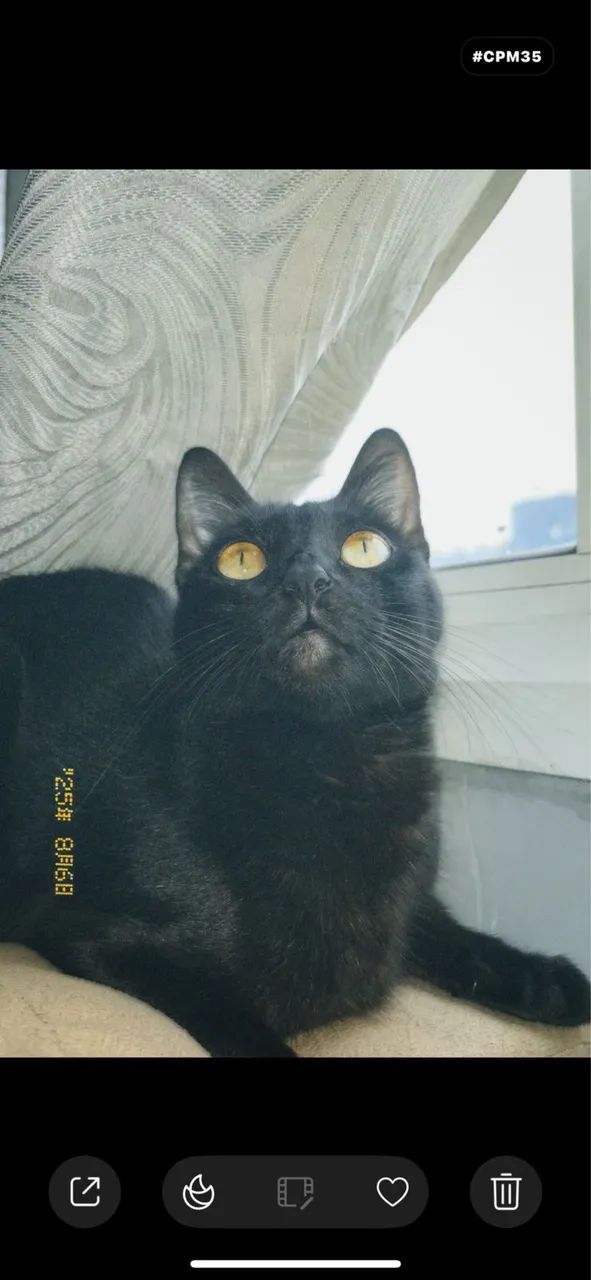 Doação gata genes - Foto 2