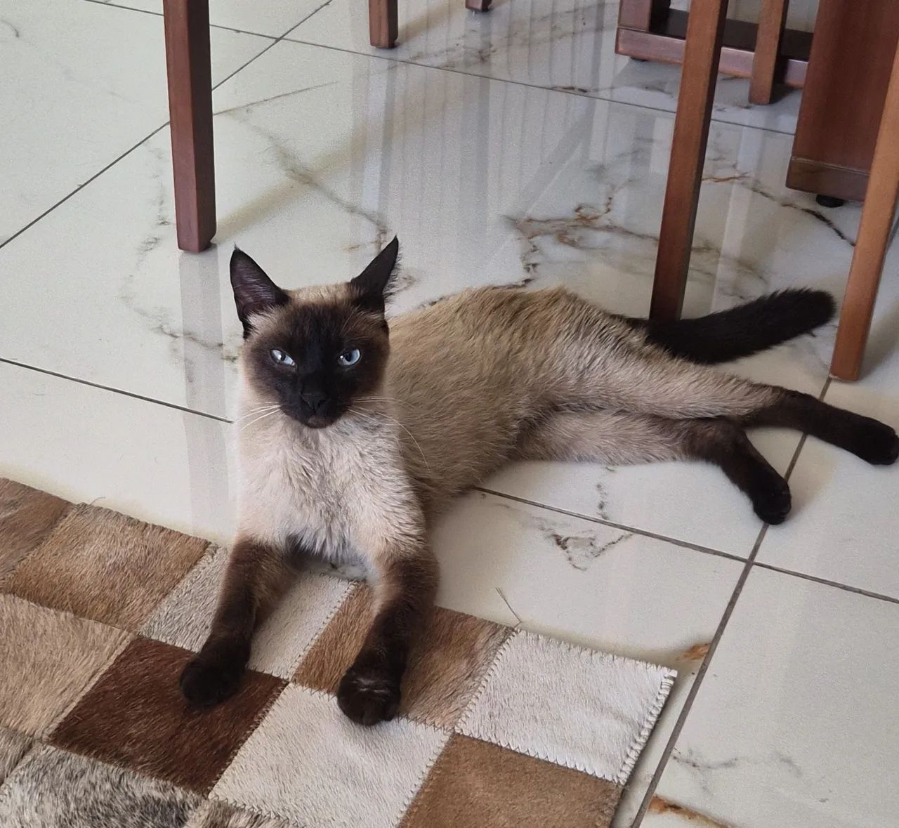 Adoção responsável. - Foto 2