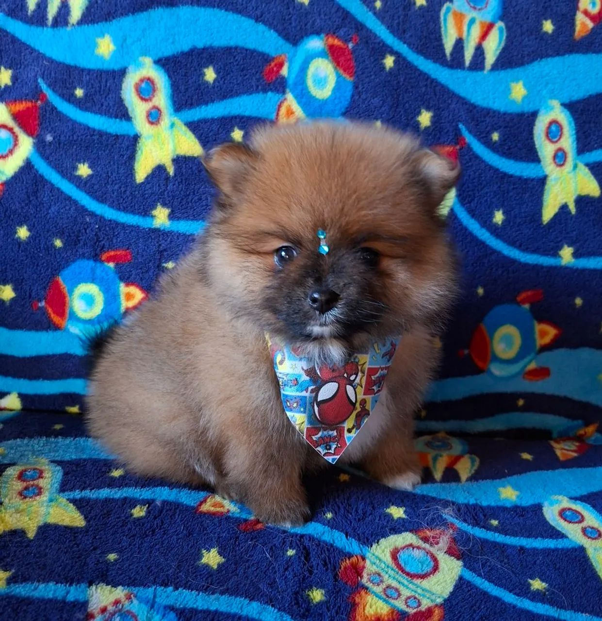 Cachorros e acessórios  - Foto 3