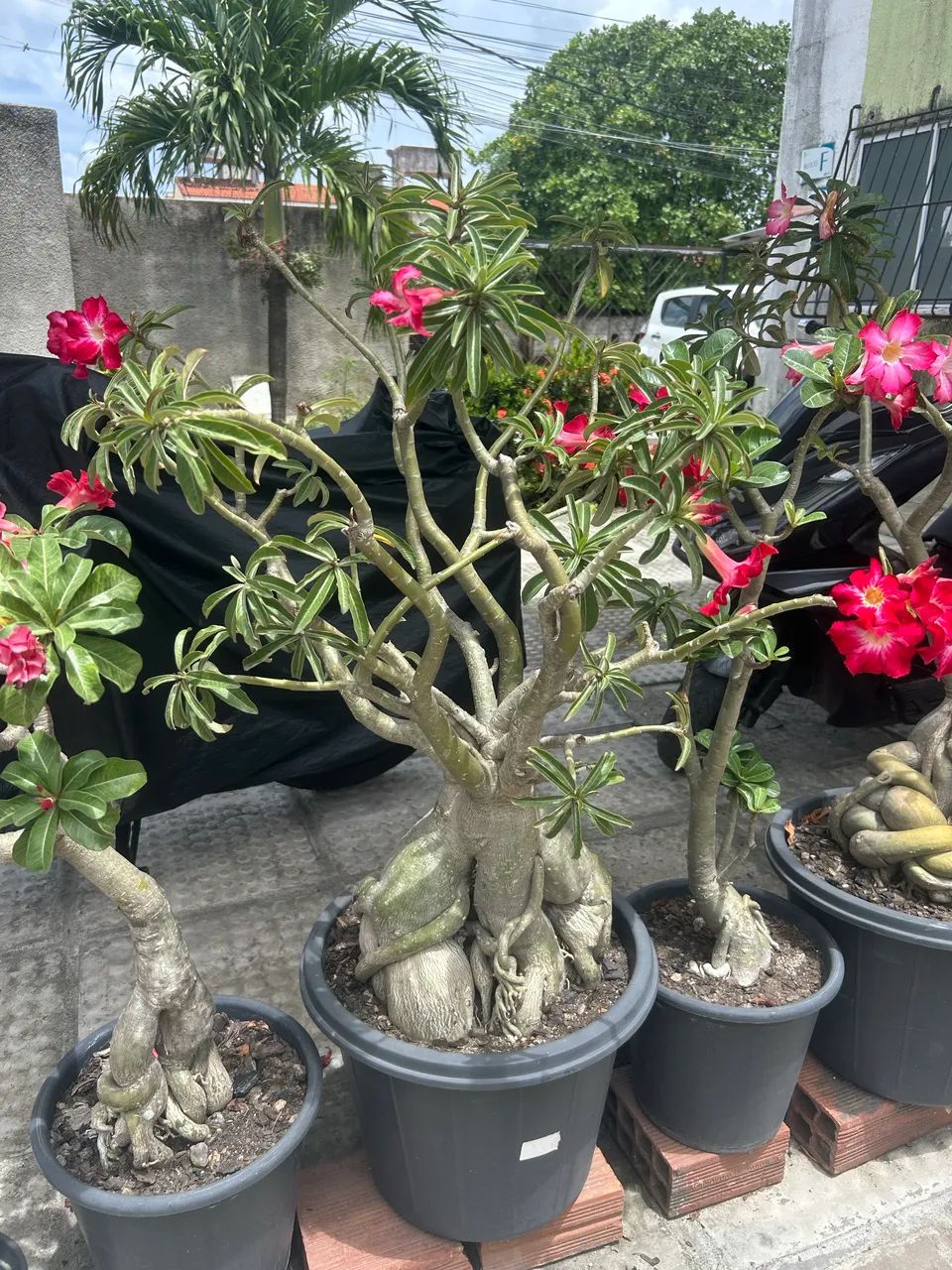Rosas do Deserto com +10 anos - Foto 3