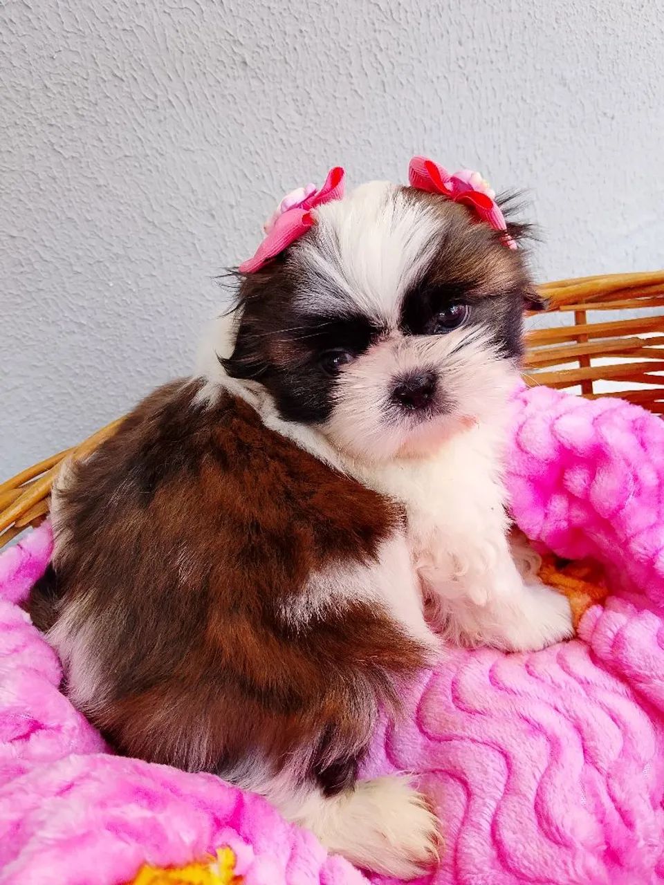 Fêmea Shih-tzu  - Foto 3