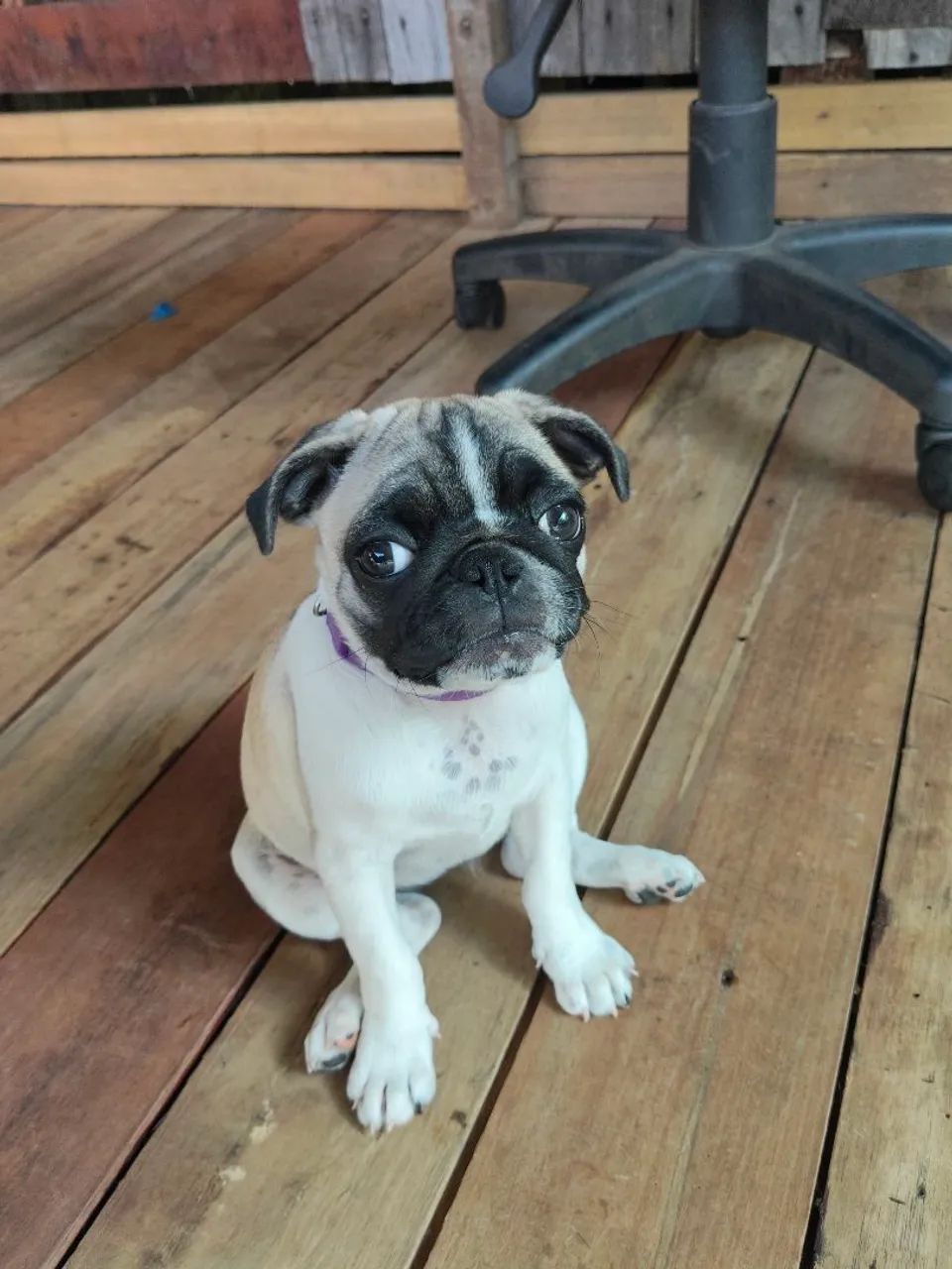 Pug panda fêmea 
