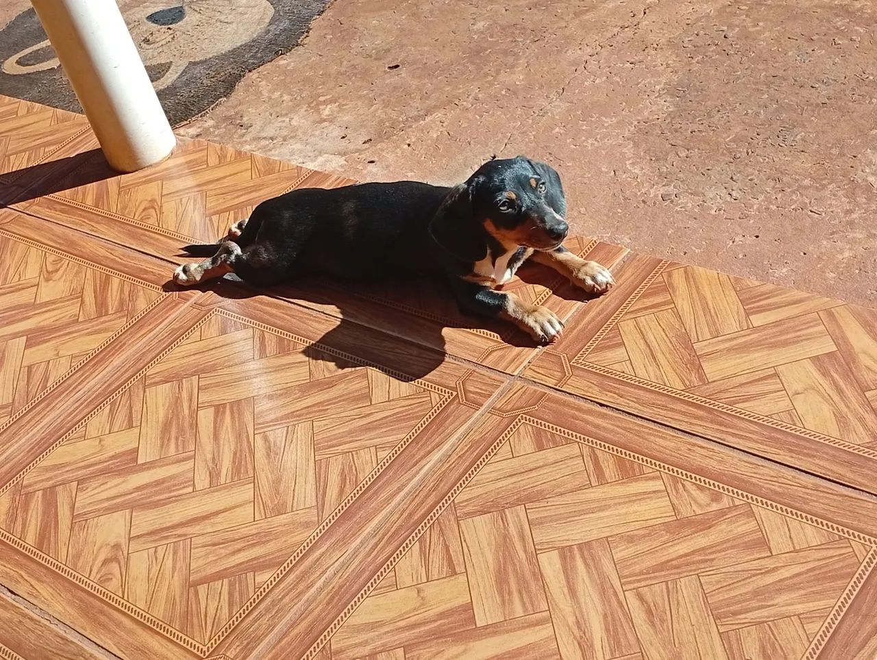 Pet - Foto 3