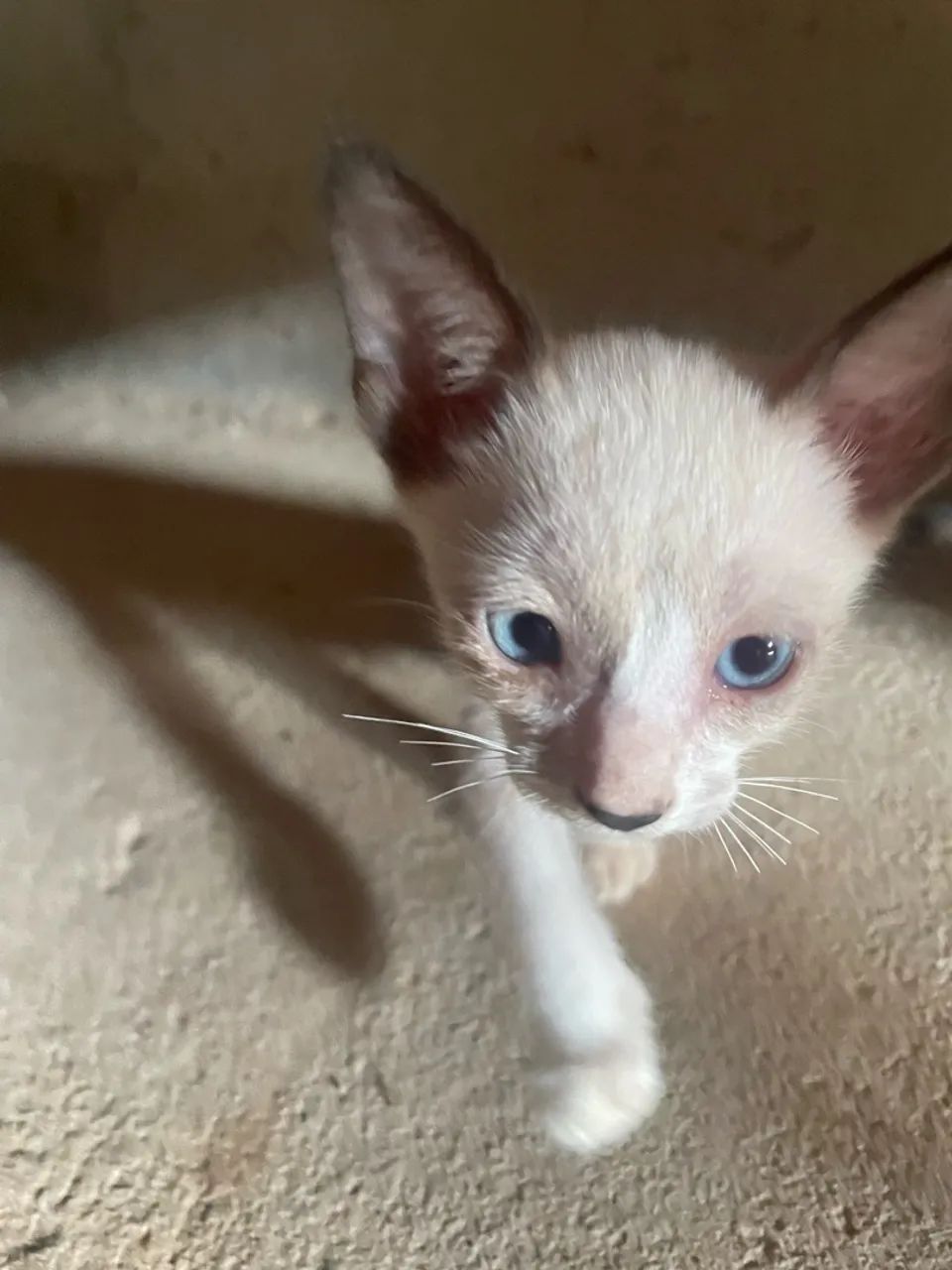 Gatos - Foto 2