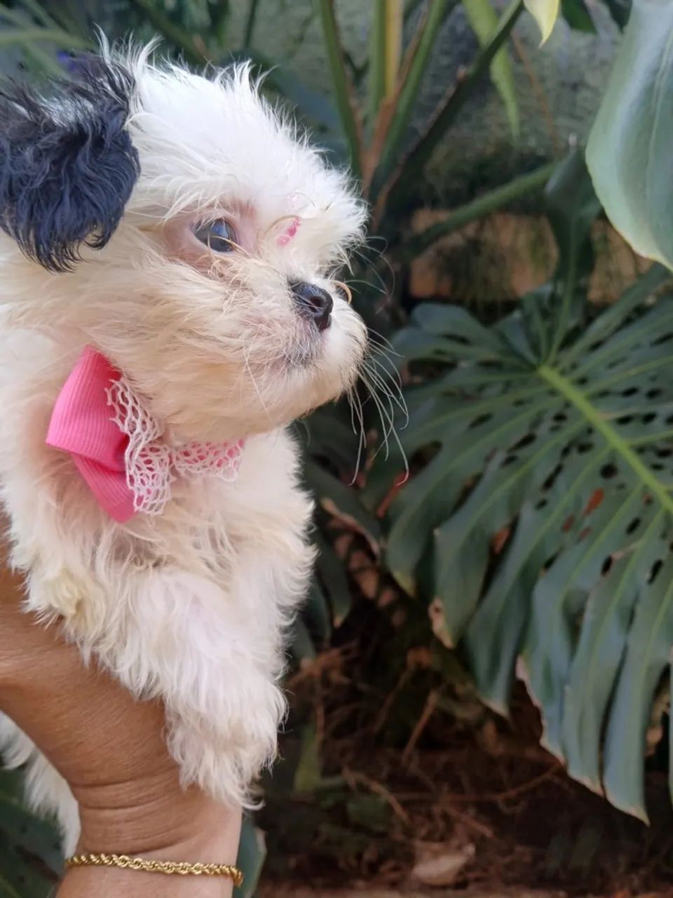 Lhasa apso - Foto 3