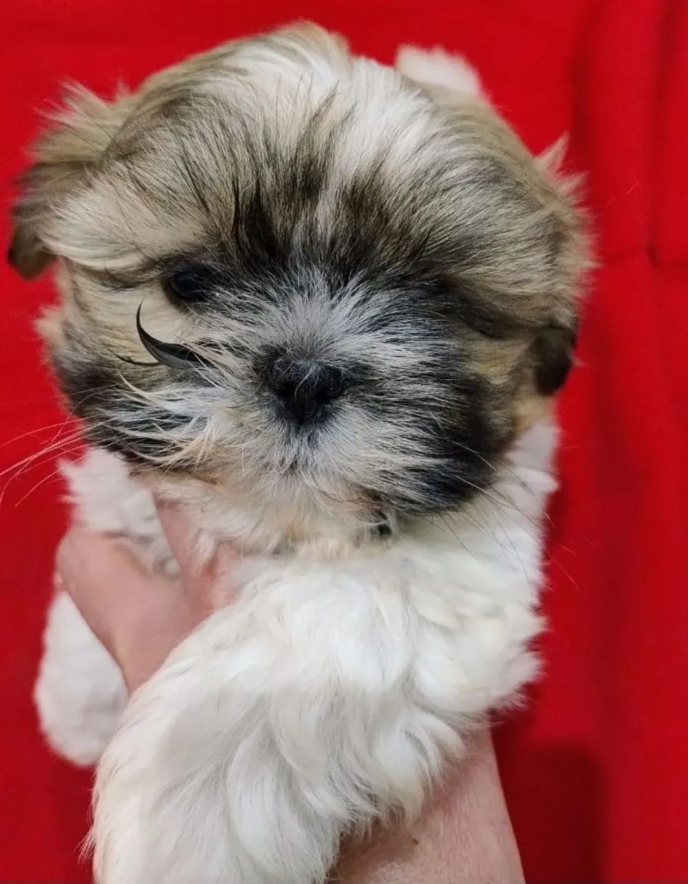 Shitzu mini - Foto 4