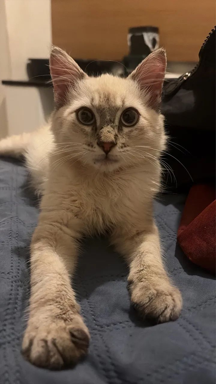 ADOÇÃO GATO MACHO