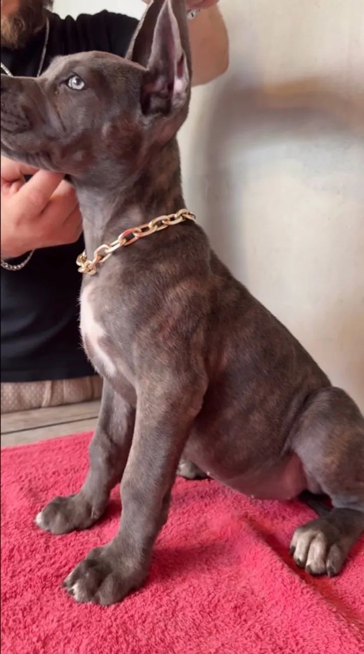 Cane Corso  - Foto 3