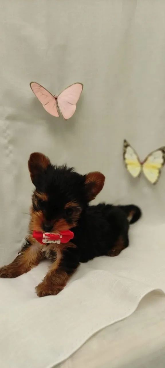 Yorkshire fêmea  - Foto 5