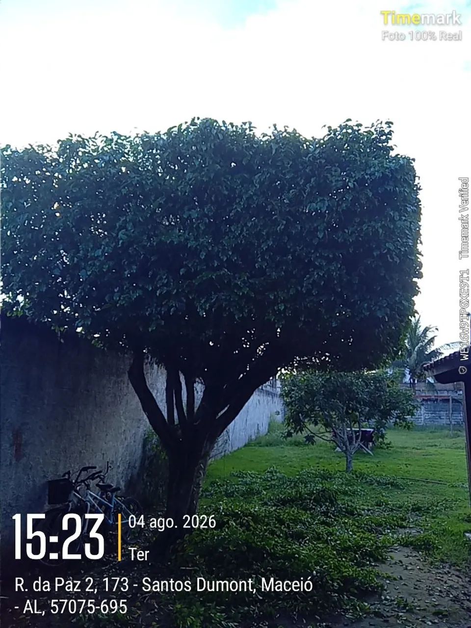 Serviço de jardinagem e podaçao. - Foto 3
