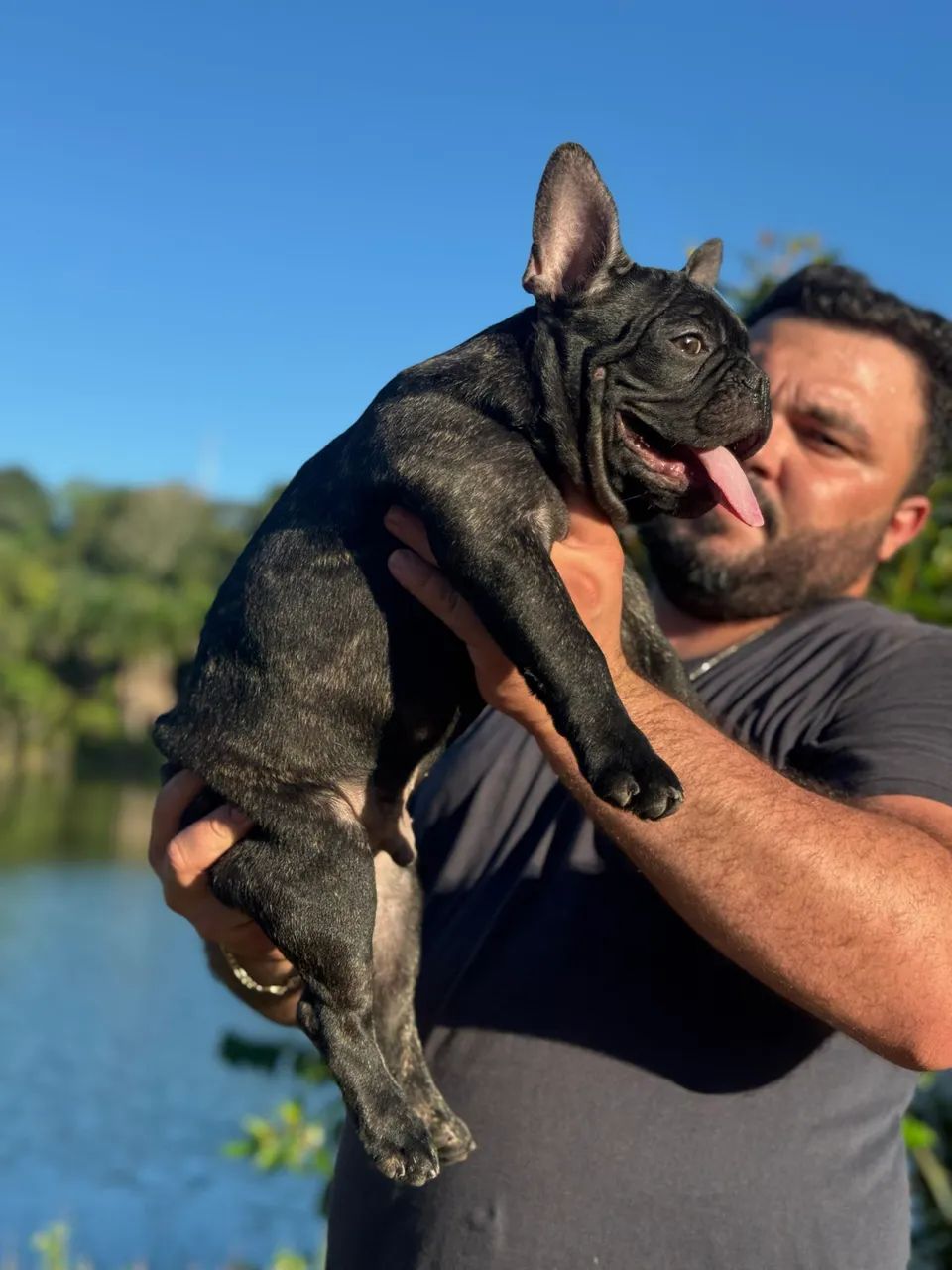 Filhote de buldogue francês 