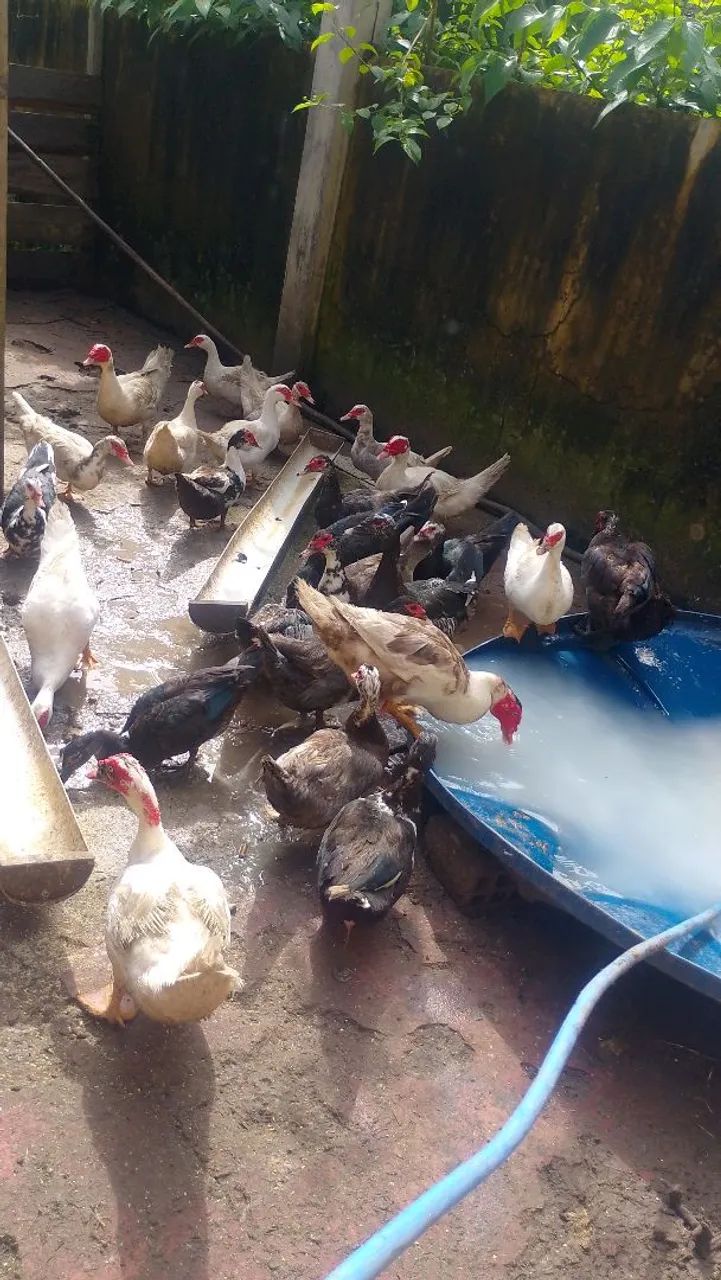 galinhas e patos  - Foto 4