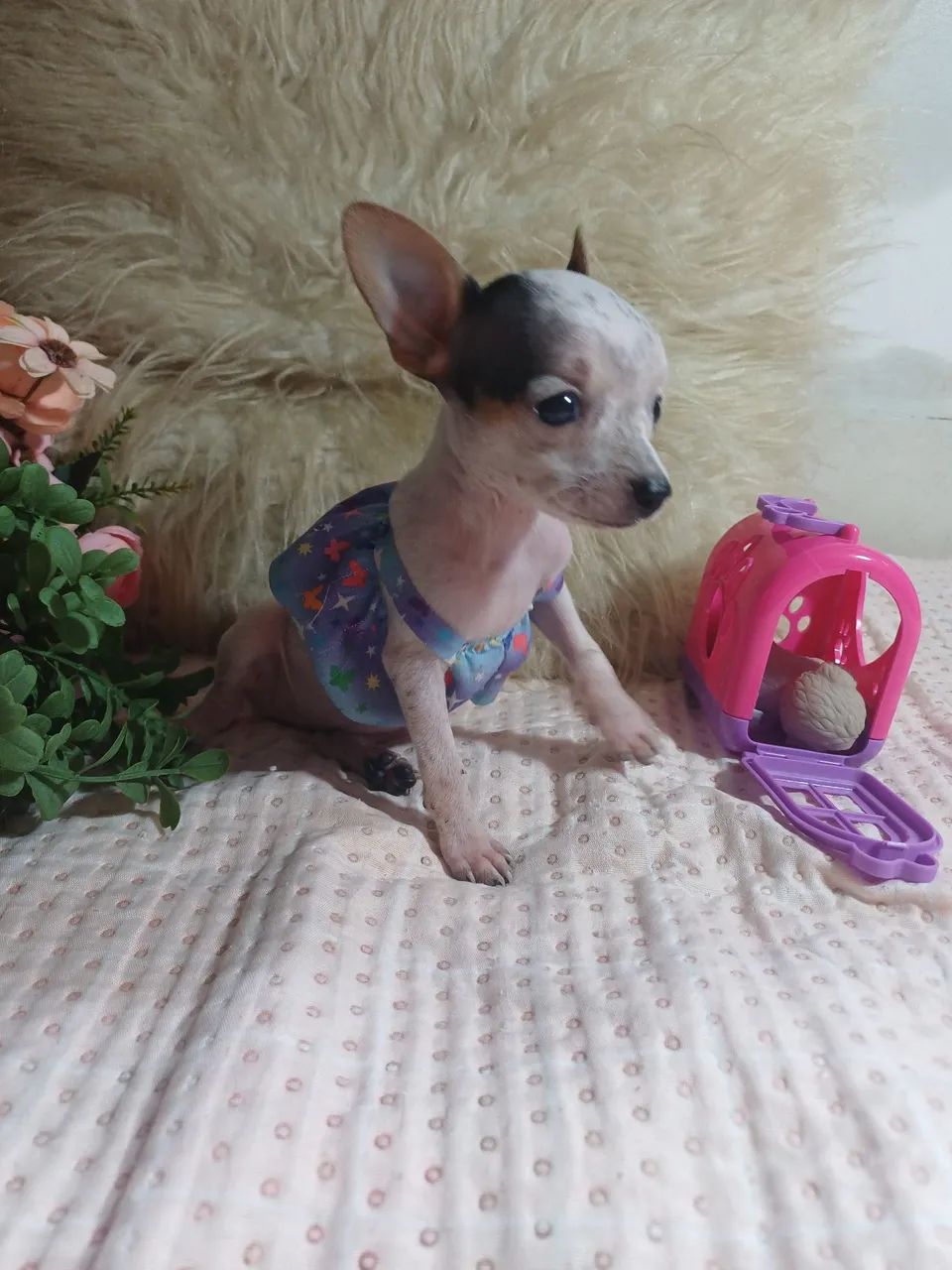 Pinscher zero - Foto 5