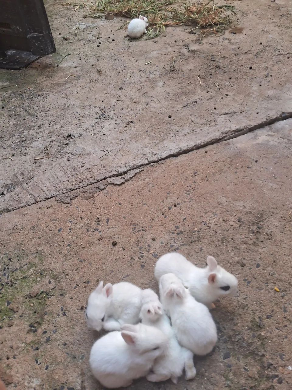 Eu estou  vendendo  esses coelhos 