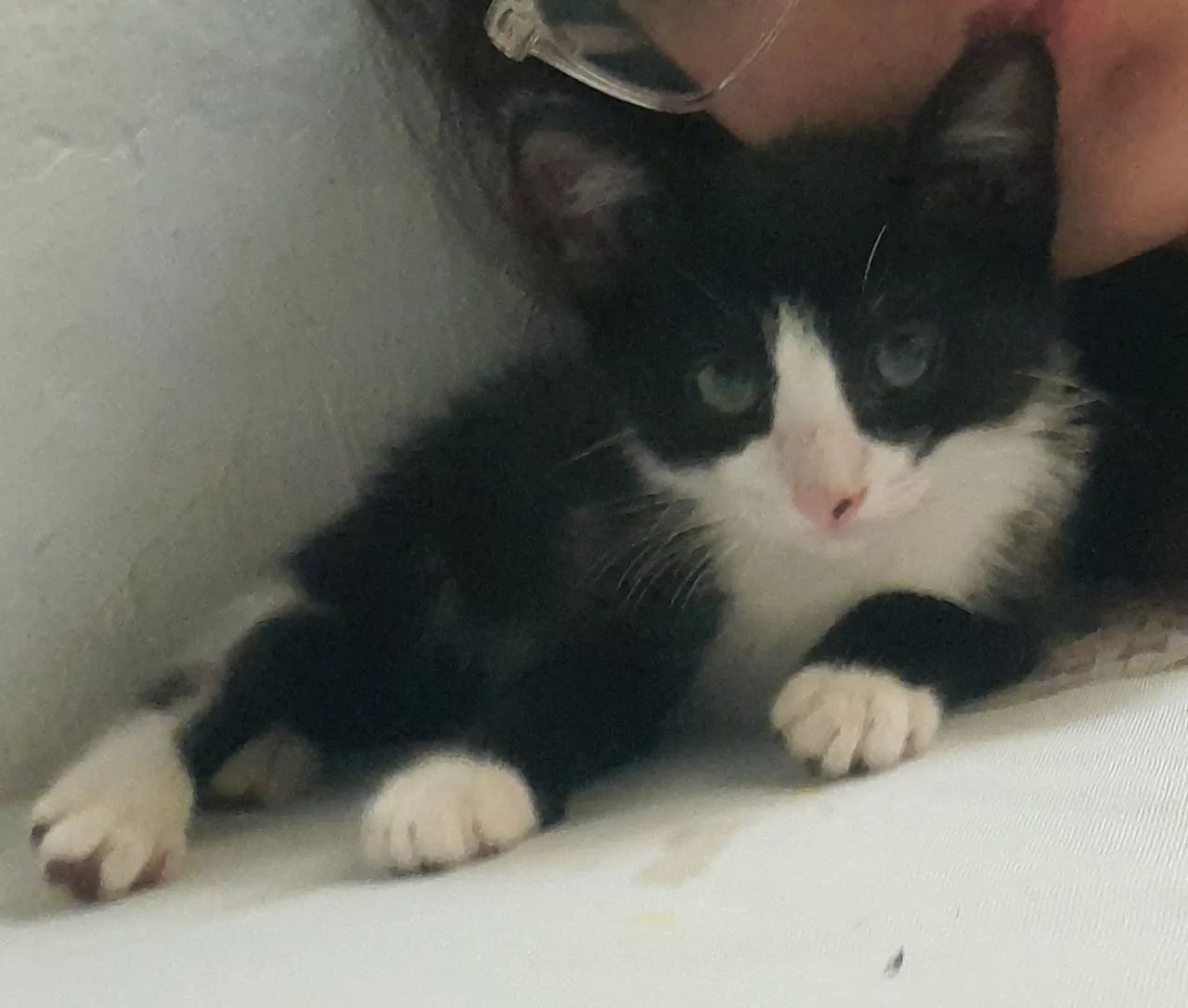 Doa-se Gato filhote (macho)