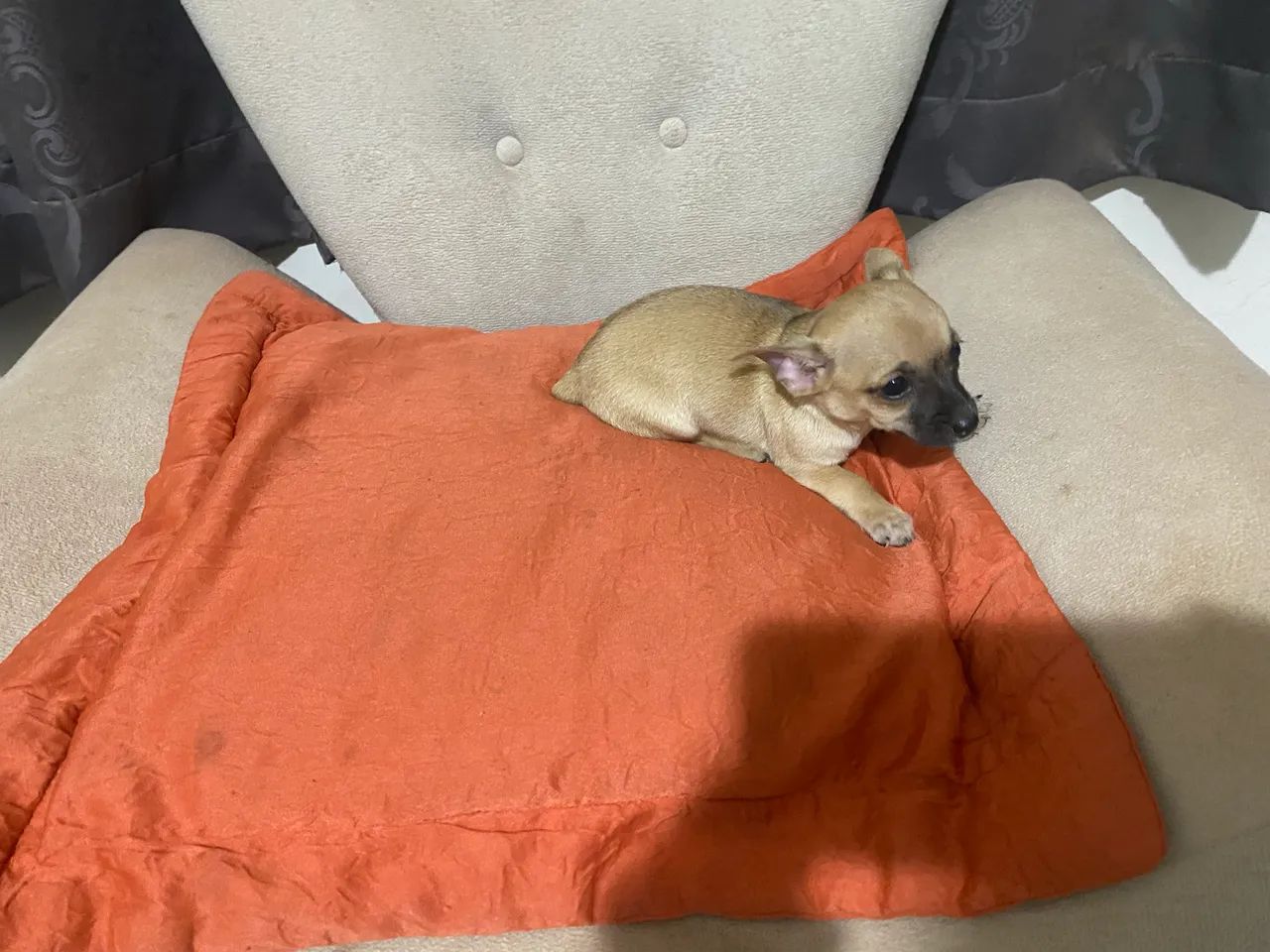 Pinscher
