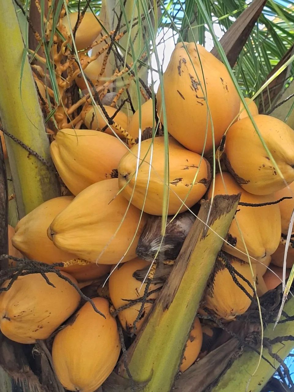 Coqueiro anão 
