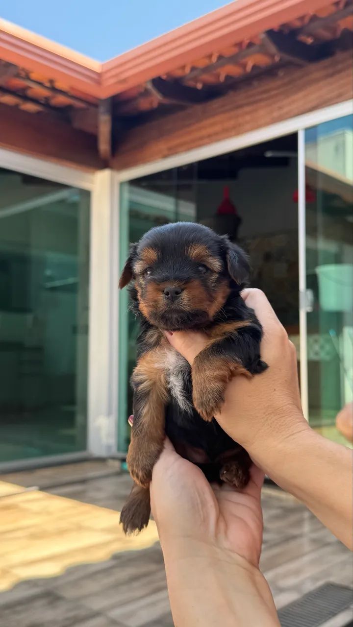 Filhote Yorkshire terrier - Foto 4