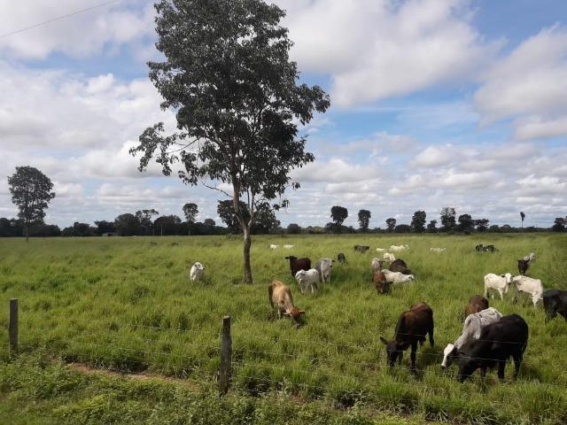 Fazenda 3500Ha - Ribeirão Cascalheira / Agua Boa - Foto 2