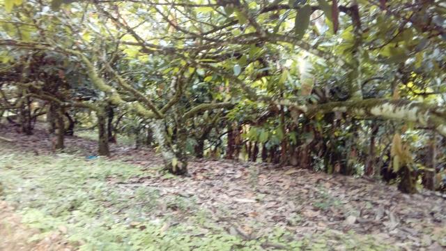 Fazenda Itajuípe - Foto 16