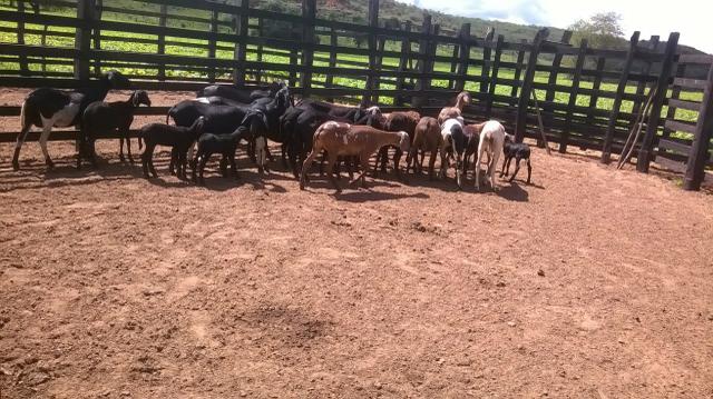300 hactares em Euclides da Cunha - Foto 3
