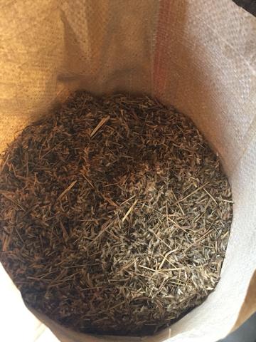 Sementes de capim buffel áridus e andropogon - Foto 5