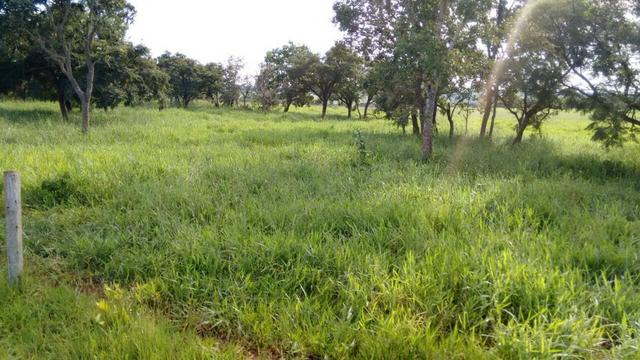 Fazenda de pecuária - Foto 16