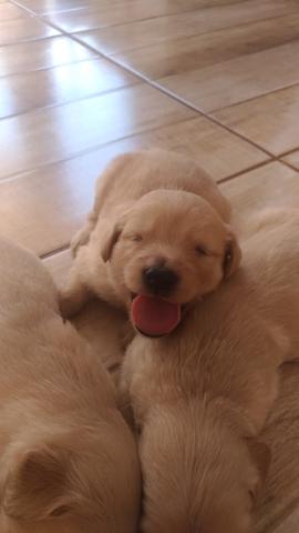 Golden retriver Filhotes - Foto 3
