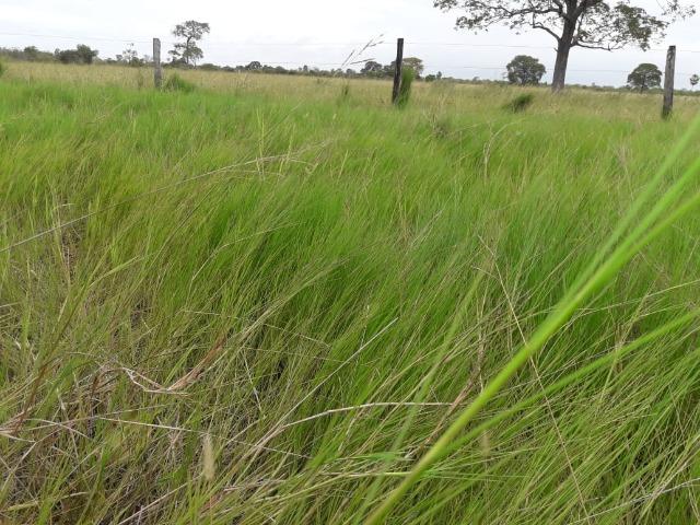 Fazenda na regiao de corumba, para arrendamento - Foto 15