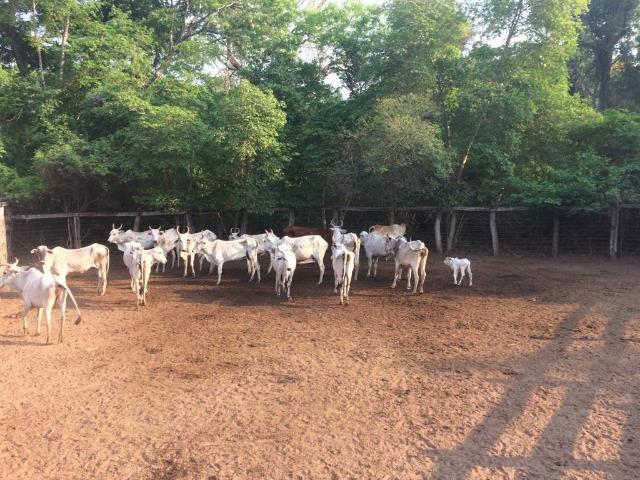 Fazenda na região de corumba ms - Foto 12