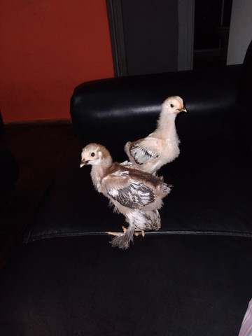 Pintinho da raça Brahma. - Foto 4