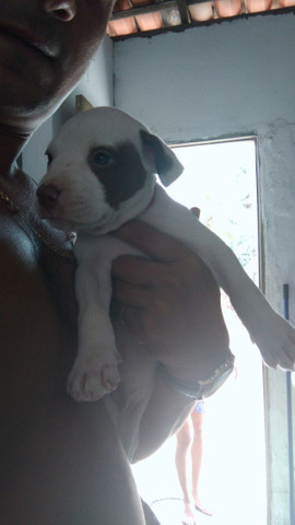 Uma fêmea Pitbull - Foto 3