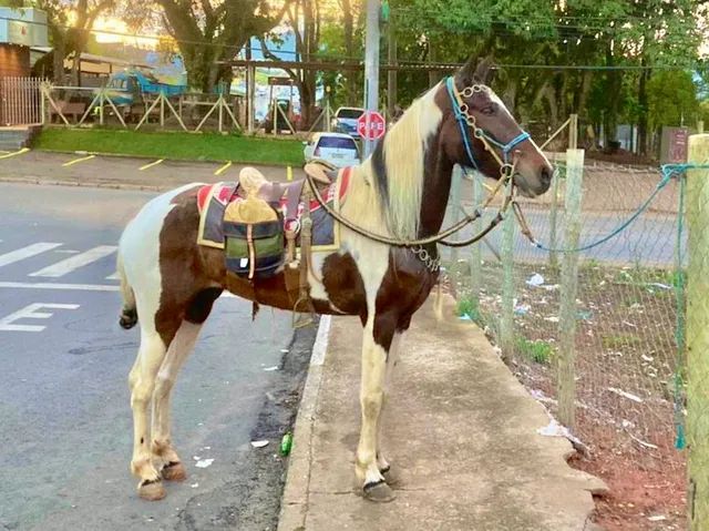 Égua Paulista - Foto 5