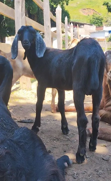 Bodinho anglo nubiano 