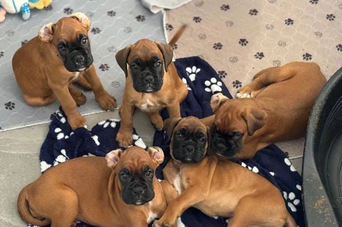 Filhote Boxer - Fofo e Brincalhão fêmeas e machos  - Foto 2